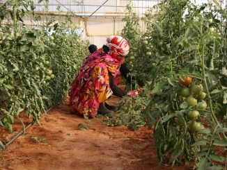 agricultora-saharaui-tomate-el-diariosolidario