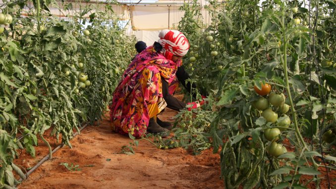 agricultora-saharaui-tomate-el-diariosolidario