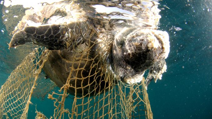 El plástico y las redes abundan en el mar