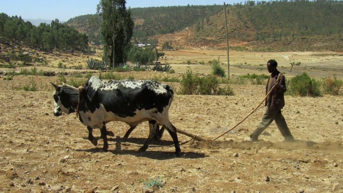 sequía-recursos-etiopia-violencia
